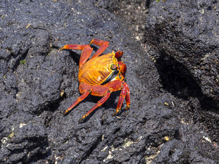 The red rock crab, Grapsus grapsus, on lava ravines of Isabela Island, Galapagos, Ecuador