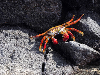 The red rock crab, Grapsus grapsus, on lava ravines of Isabela Island, Galapagos, Ecuador