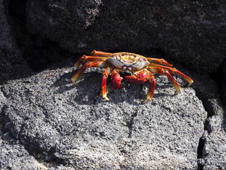 The red rock crab, Grapsus grapsus, on lava ravines of Isabela Island, Galapagos, Ecuador