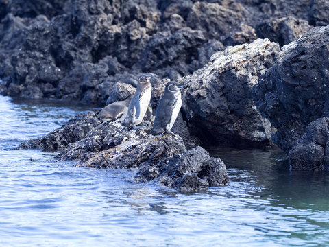 Galapagos Penguin, Spheniscus mendiculus, is the only penguin living in the northern hemisphere, Isabela Island, Galapagos, Ecuador