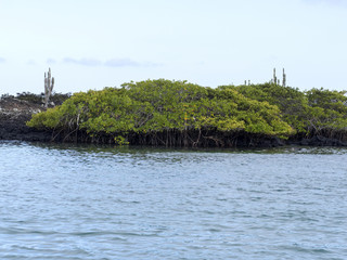 The southern island of Isabela is formed by black lava with mangrove stands, Glapagos, Ecuador