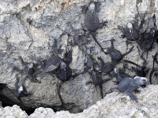 Marine Iguana, Amblyrhynchus cristatus albemarlensis, with some places found in large numbers, Isabela Island, Galapagos, Ecuador