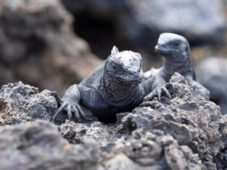 Marine Iguana, Amblyrhynchus cristatus albemarlensis, is a subspecies on Isabela Island, Galapagos, Ecuador