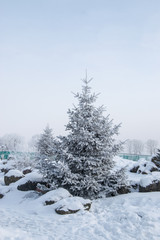 Beautiful winter snowy landscape. Photo winter snowy forest covered with frost, frosty misty morning of January