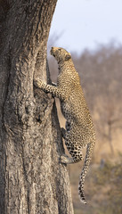 Lone leopard climbing fast up a high tree in nature during daytime