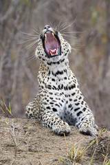 Lone leopard lay down to rest on anthill in nature during daytime