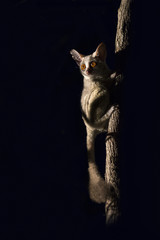 Bushbaby clinging to a branch in the dark illuminated by spotlight
