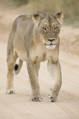 Close-up of a lioness in the Kalahari walking along a dirt road