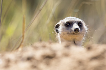 Fototapeta premium Suricate peeks from the safety of its den in sandy soil of the Kalahari