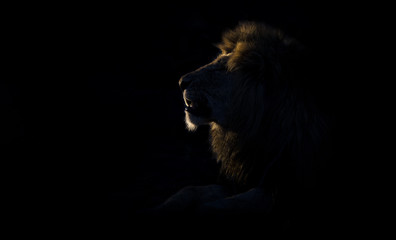 Silhouette d& 39 un mâle lion adulte avec une énorme crinière se reposant dans l& 39 obscurité