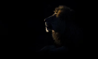 Abwaschbare Fototapete Löwe Silhouette eines erwachsenen Löwenmännchens mit riesiger Mähne, die in der Dunkelheit ruht