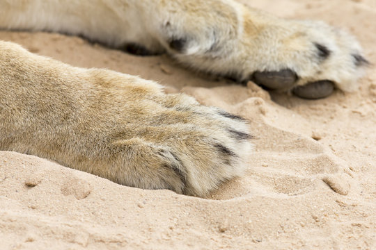 Close-up of big and powerful lion paws on soft Kalahari sand