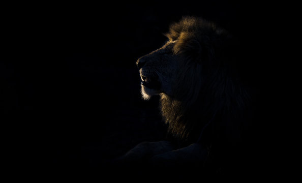 Silhouette of an adult lion male with huge mane resting in darkness