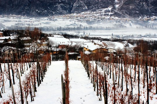 inverno in vigna