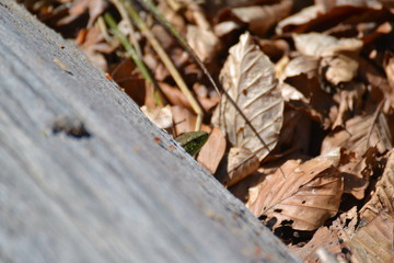 Herbst-Eidechse