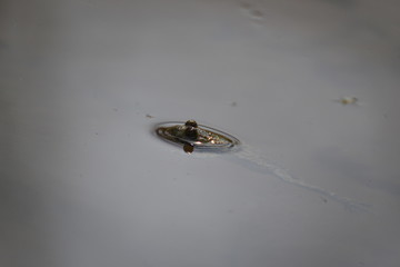 Schwimmender Frosch