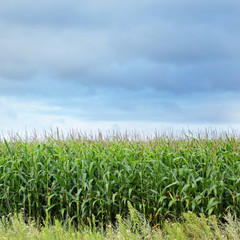 Cornfield