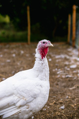 Breeding turkeys on a farm.