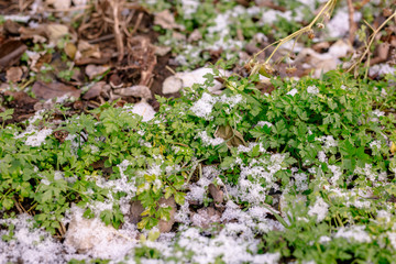 Green parsley in the garden is covered with snow.