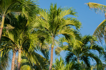 Palme auf Kuba Varadero