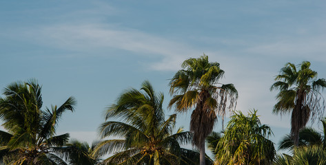 Fototapeta na wymiar Palme auf Kuba Varadero