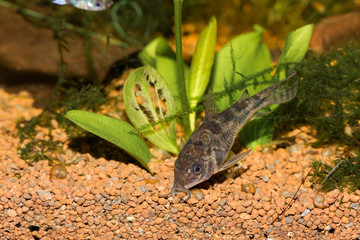 catfish aquarium