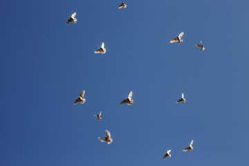 A flock of pigeons flying in the blue sky