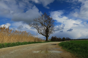 Baum und Landschaft im Vorfrühling