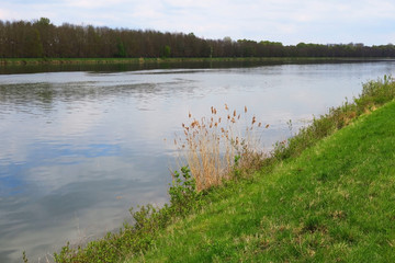 Schilf am Donauufer bei Tapfheim, Bayern, Deutschland
