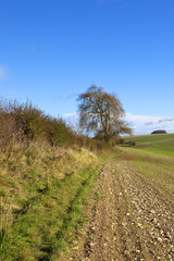 Obraz premium ash tree and hedgerow