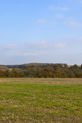 Fototapeta premium autumn woodland