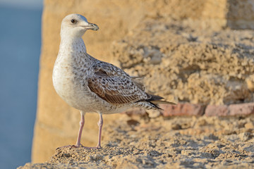 Seagull © Tomasz Warszewski