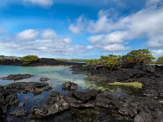 The southern island of Isabela is formed by black lava with mangrove stands, Glapagos, Ecuador