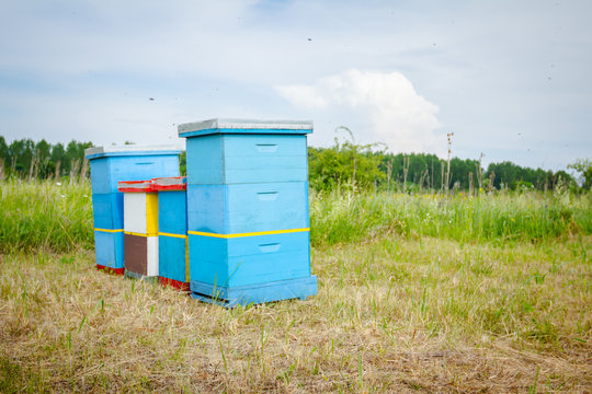 Row of beehives on the pasture, apiary, Bee farm