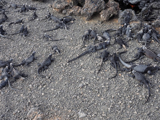 Marine Iguana, Amblyrhynchus cristatus albemarlensis, with some places found in large numbers, Isabela Island, Galapagos, Ecuador