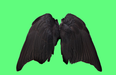 Angel wings on green background