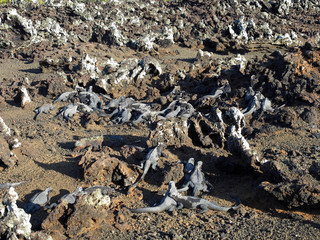 Marine Iguana, Amblyrhynchus cristatus albemarlensis, with some places found in large numbers, Isabela Island, Galapagos, Ecuador