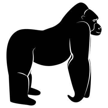 Vector image of a silhouette gorilla on a white background