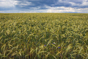 Rye field in Polish Jurassic Highland, Silesia region in Poland