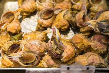 Conch, being sold at Japanese fresh market in Otaru, Hokkaido, Japan