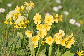 Schlüsselblumen, Himmelschlüssel, Primula veris, Frühling
