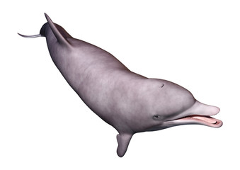 3D Rendering Dolphin on White
