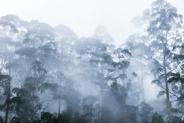Fototapeta na wymiar Trees in blue fog in Kodaikanal, India