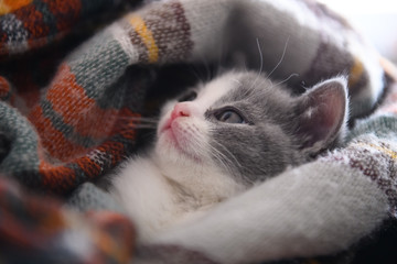 kitten wrapped in a scarf