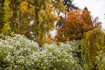 Leaves of trees with the typical colors of autumn