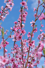Blühender Pfirsichbaum, Frühling