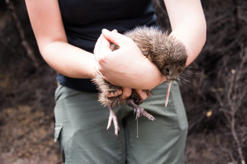 Baby kiwi bird being nursed in bird nursery in Cape Kidnappers nature preserve, New Zealand