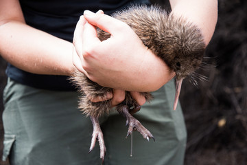 Baby kiwi bird being nursed in bird nursery in Cape Kidnappers nature preserve, New Zealand
