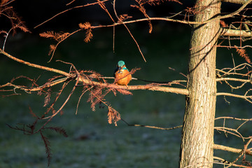 Kingfisher in a tree in bright sunlight with a fish.