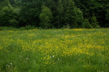 A spring meadow of the blossoming buttercups on a spring meadow.